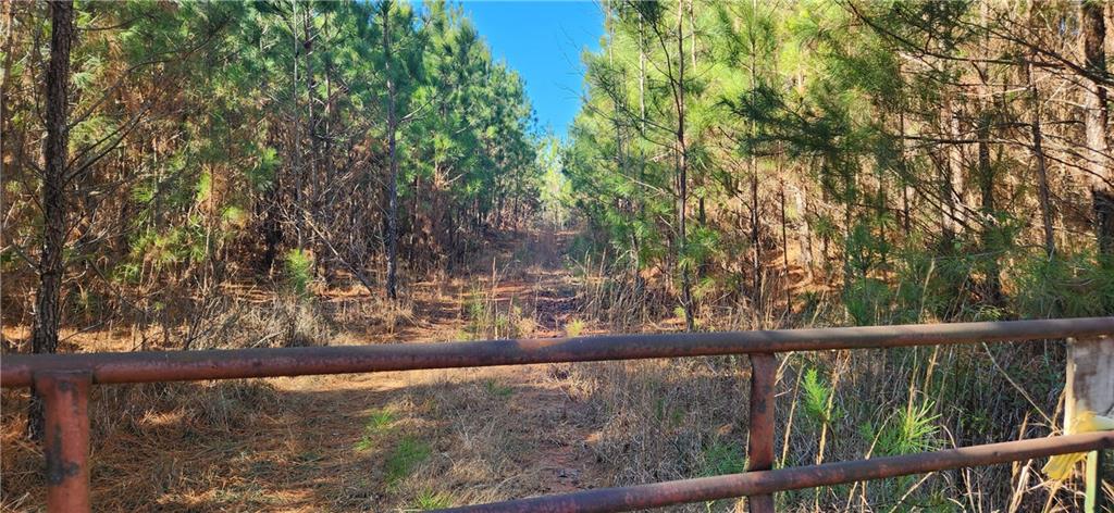 a view of yard with large trees