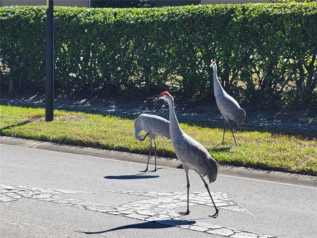 3529 Mt Hope Loop Leesburg, FL 34748 - Photo 84 of 86