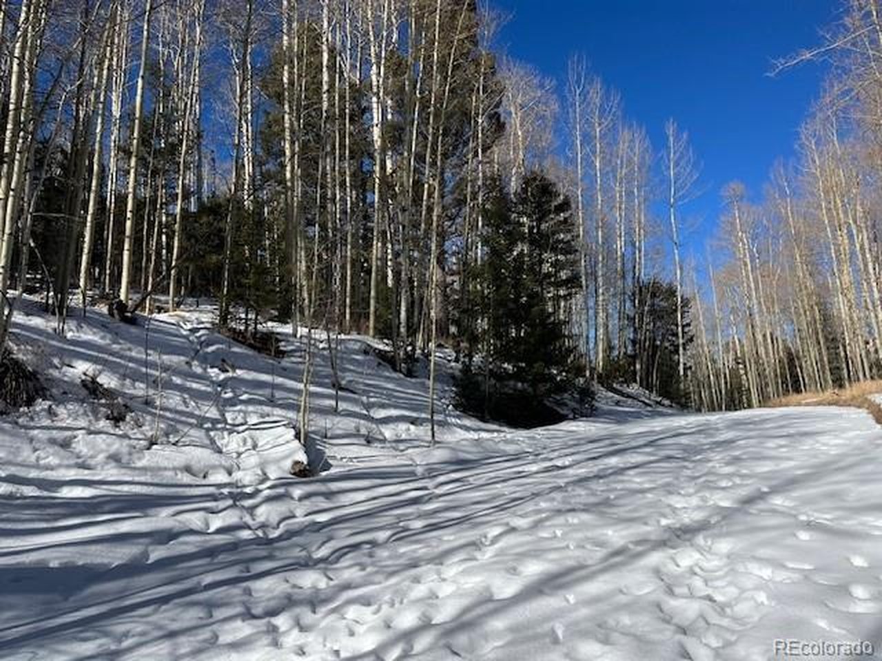 5252 Scott Road Fort Garland, CO 81133 - Photo 11 of 32 a street view with large trees