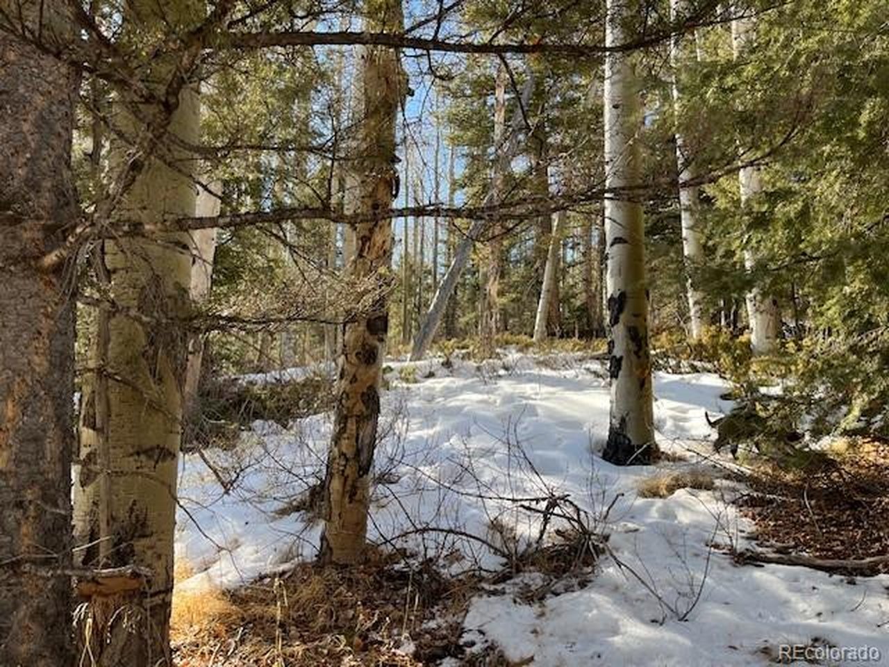 5252 Scott Road Fort Garland, CO 81133 - Photo 19 of 32 a view of a yard with wooden fence and trees