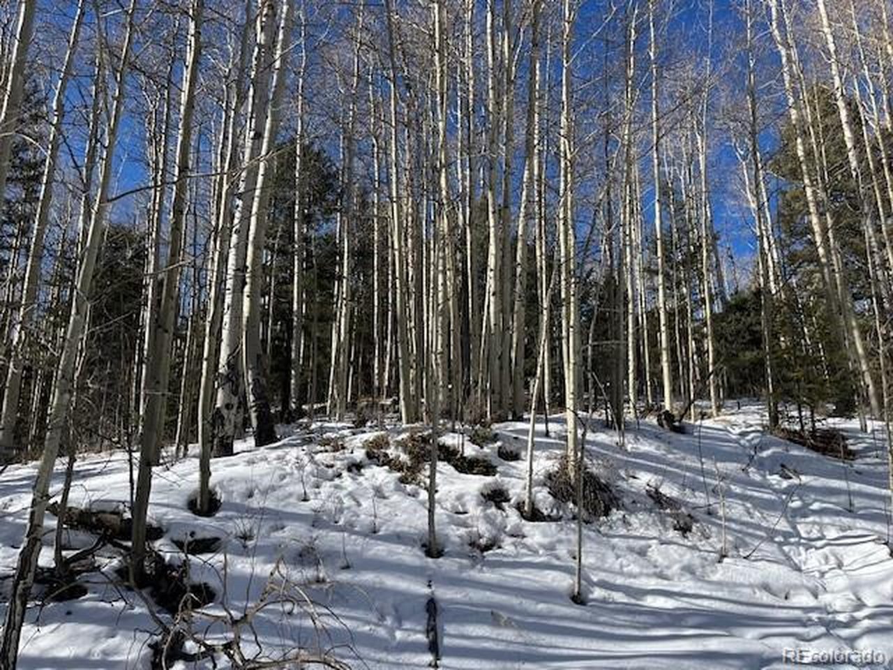 5252 Scott Road Fort Garland, CO 81133 - Photo 10 of 32 a view of a park with large trees