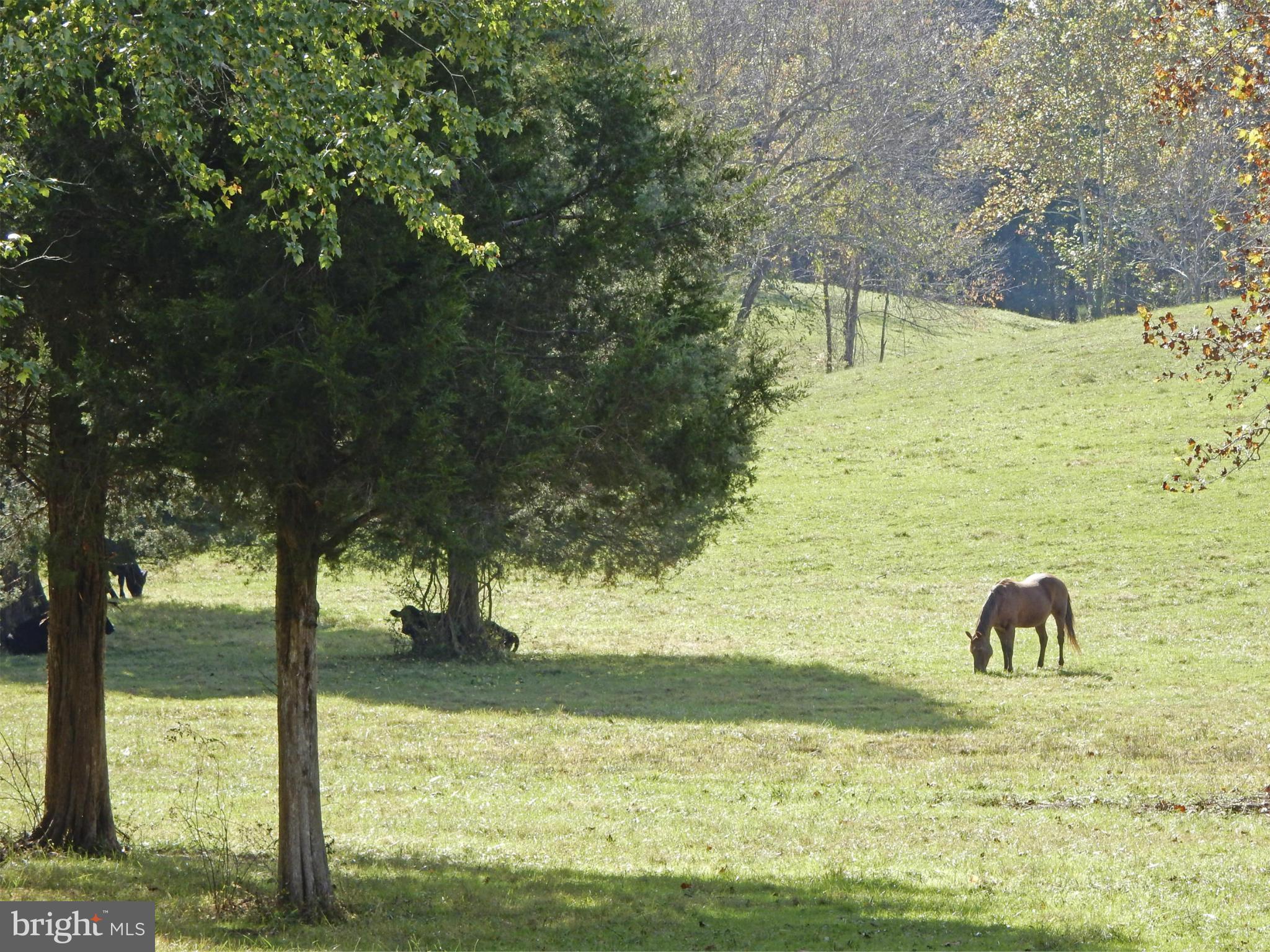 9154 Lees Ridge Road Warrenton, VA 20186 - Photo 11 of 29 Pasture