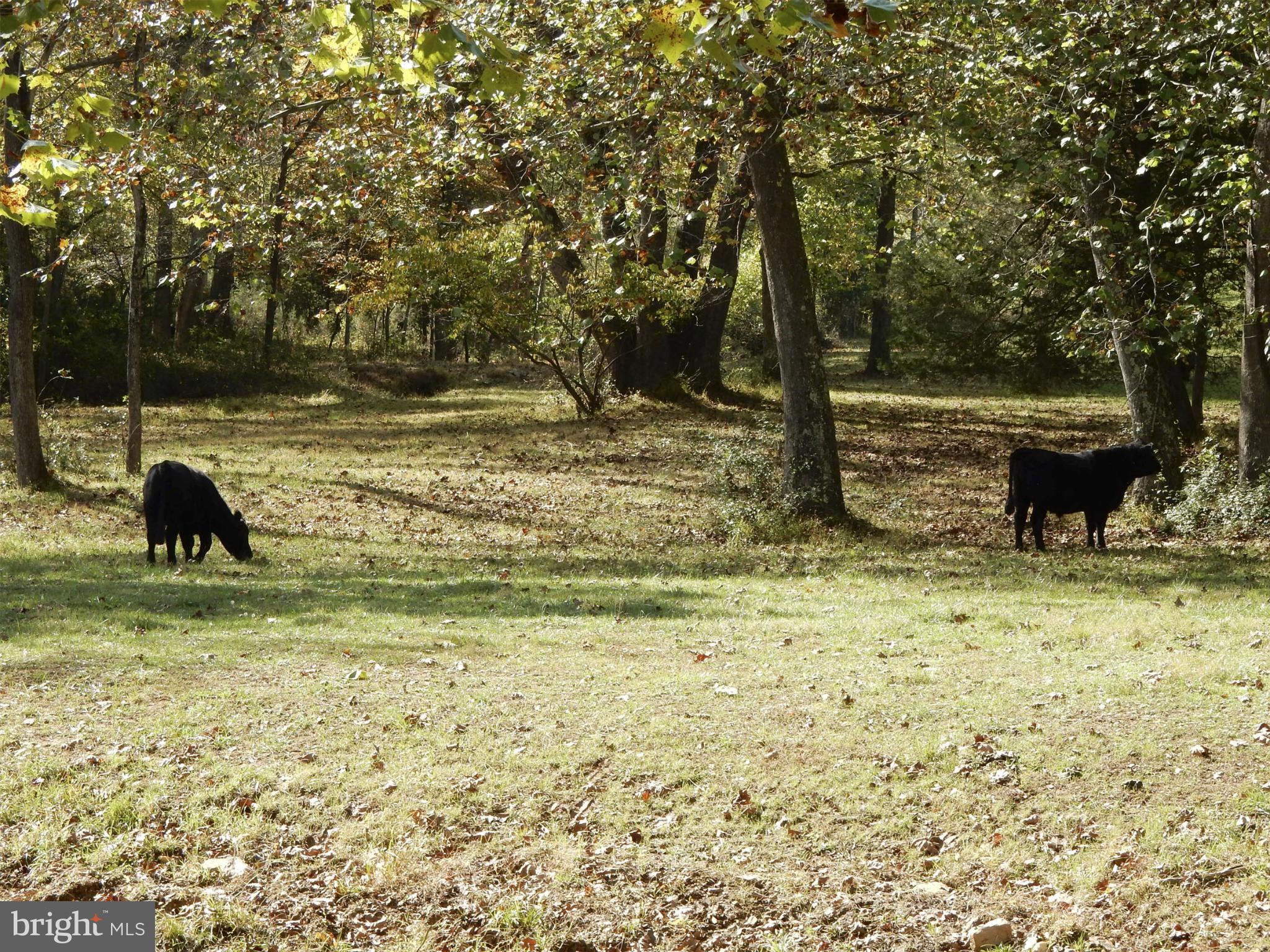 9154 Lees Ridge Road Warrenton, VA 20186 - Photo 23 of 29 Cows in pasture