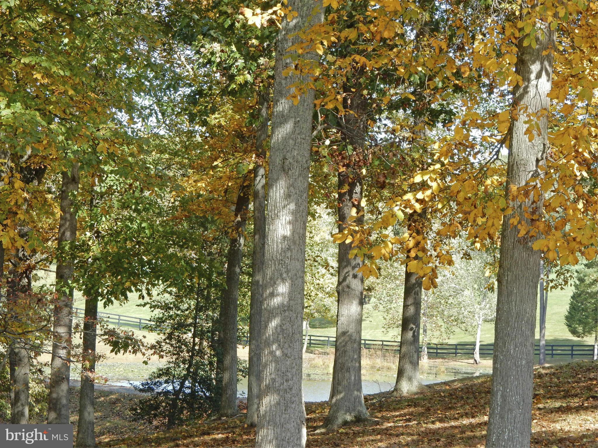 9154 Lees Ridge Road Warrenton, VA 20186 - Photo 8 of 29 Woodland