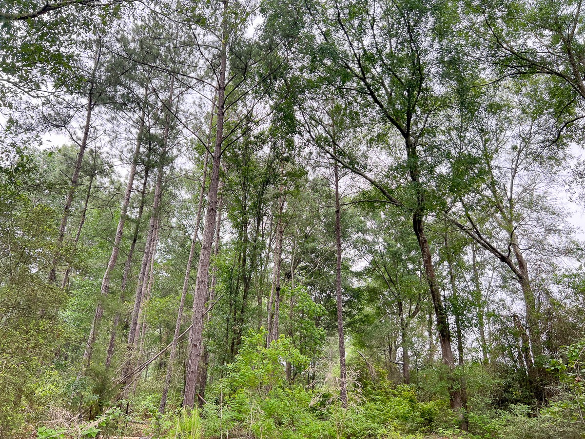 0 Fm 1475 Lufkin, TX 75901 - Photo 4 of 13