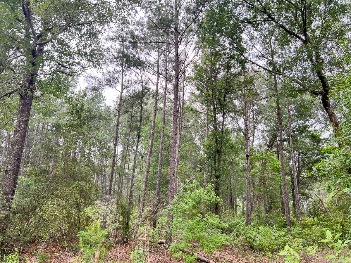 0 Fm 1475 Lufkin, TX 75901 - Photo 6 of 13