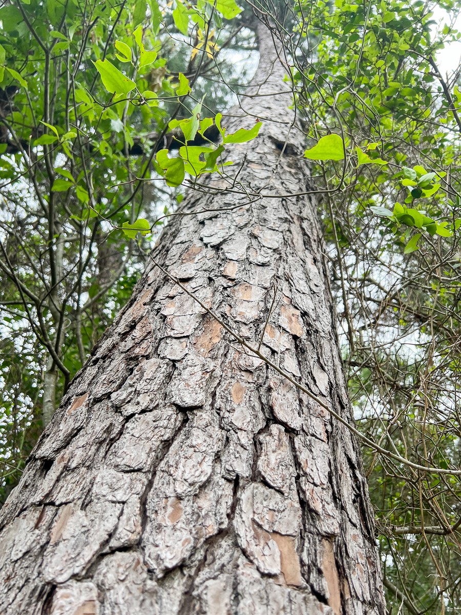 0 Fm 1475 Lufkin, TX 75901 - Photo 7 of 13