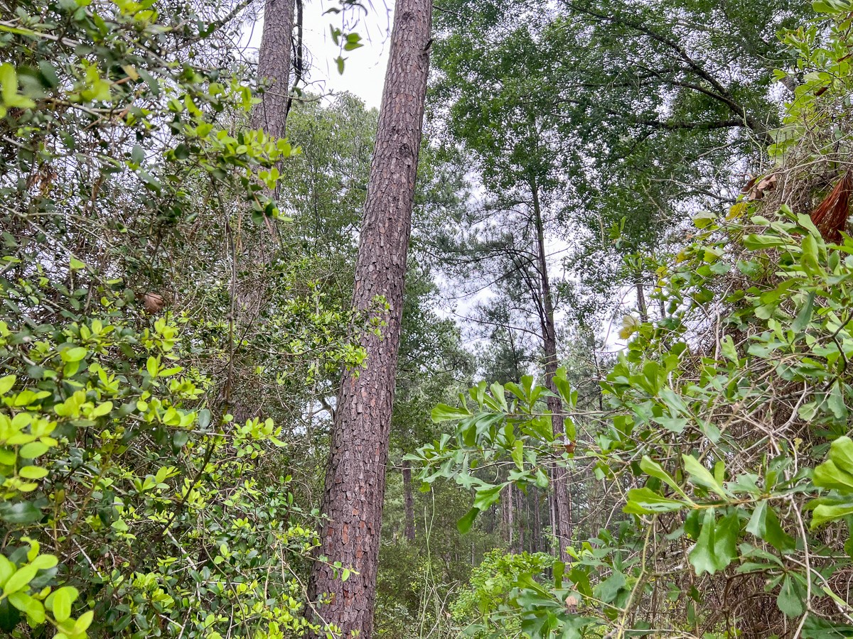 0 Fm 1475 Lufkin, TX 75901 - Photo 8 of 13