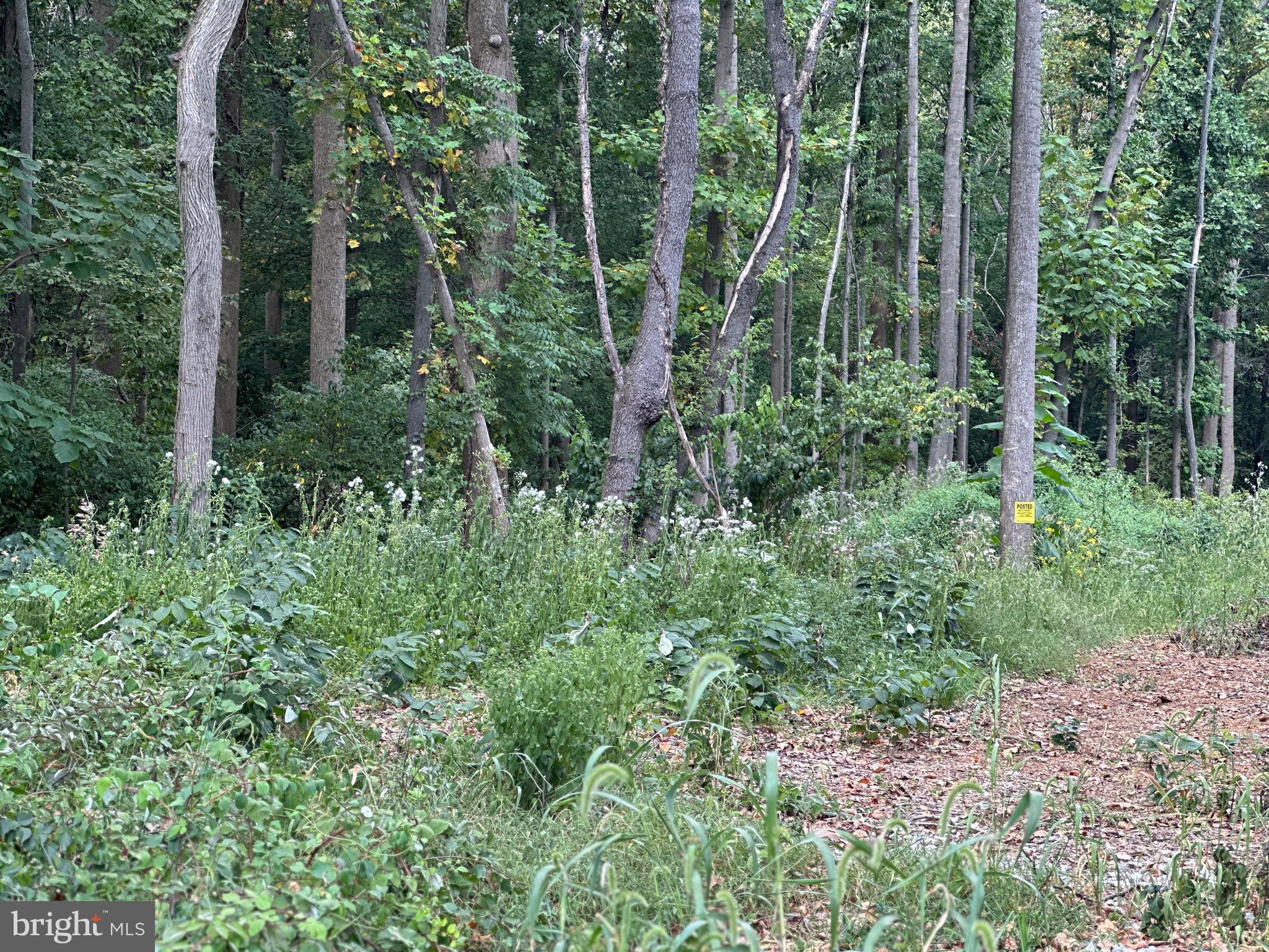 107 St Marks Church Road Perryville, MD 21903 - Photo 3 of 7 Trees and clearning