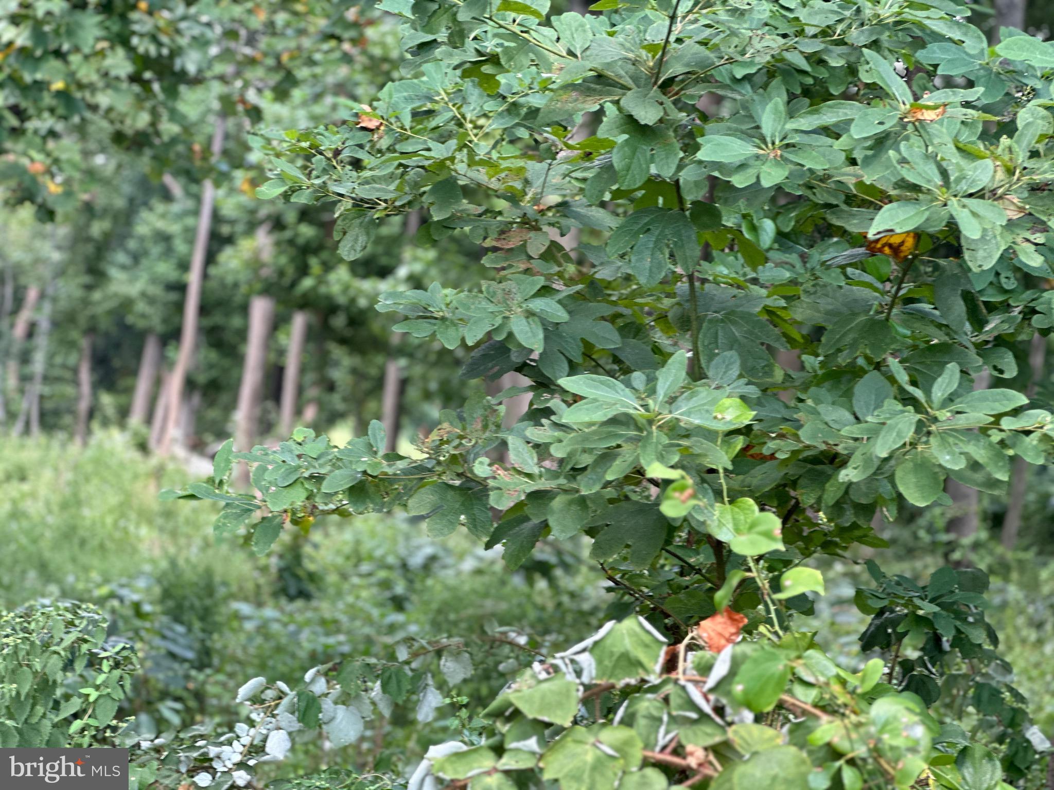 107 St Marks Church Road Perryville, MD 21903 - Photo 4 of 7 Still nicely treed for privacy