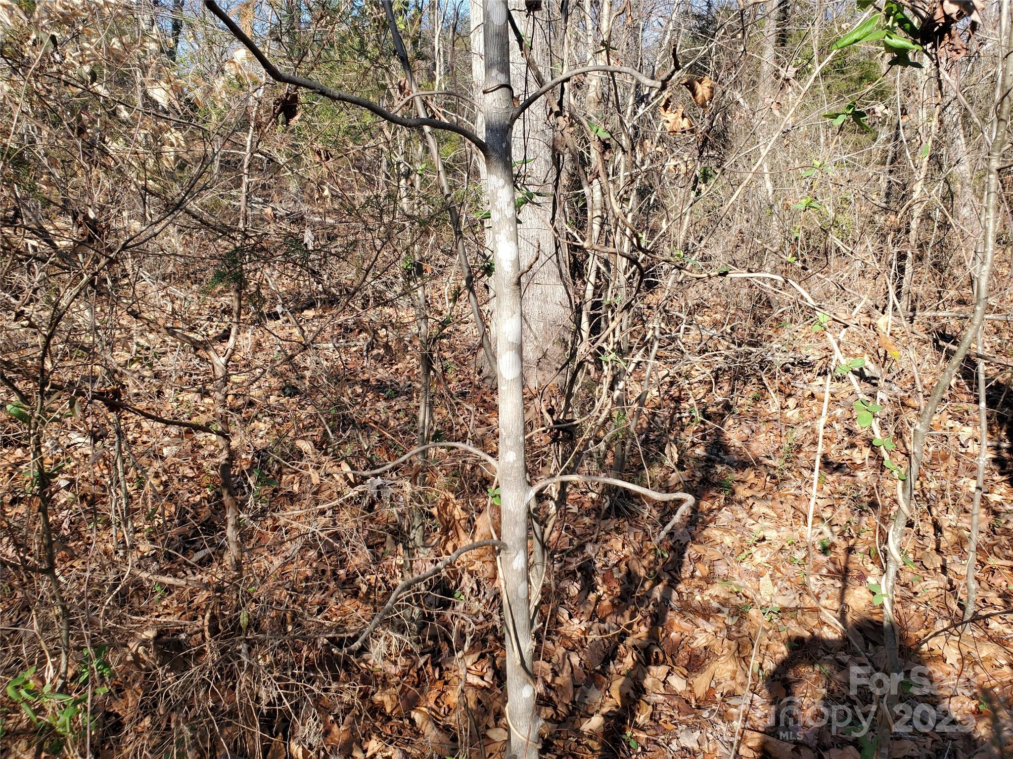 5125 Barrington Ridge Drive Indian Land, SC 29707 - Photo 17 of 18 a close up of a plant