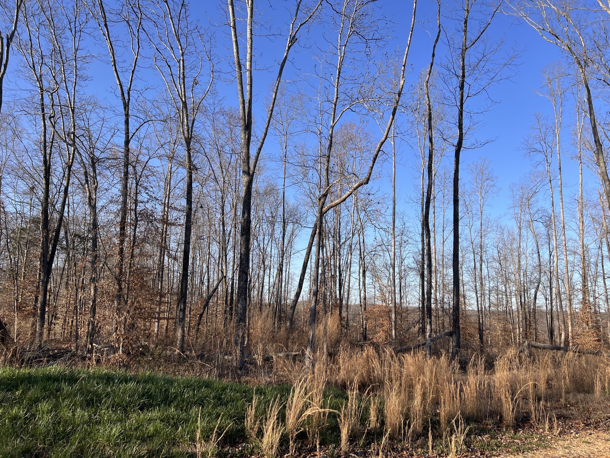 1 Water Ridge Drive Sparta, TN 38583 - Photo 4 of 11 a backyard of a house with lots of green space
