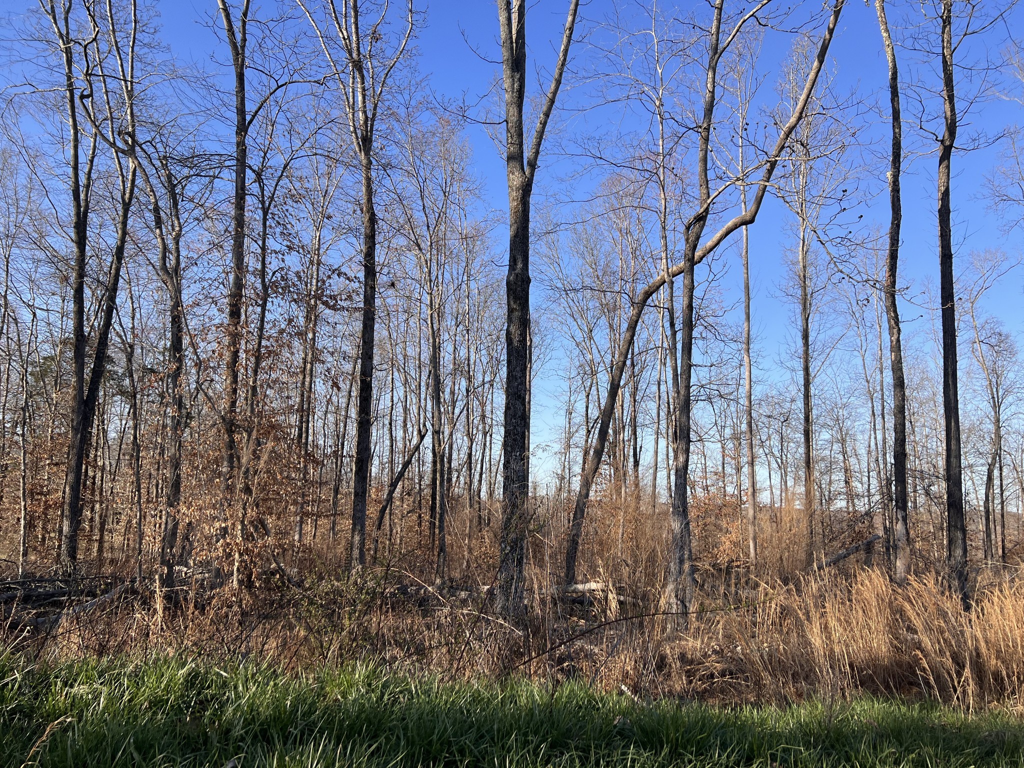 1 Water Ridge Drive Sparta, TN 38583 - Photo 7 of 11 a backyard of a house with lots of green space