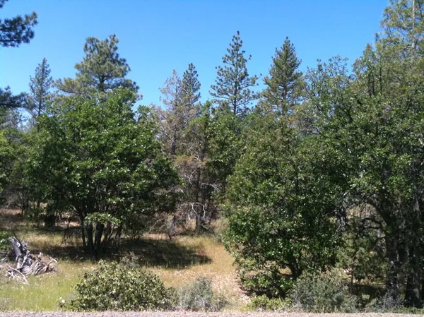 a view of a yard