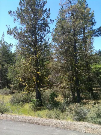 a view of a yard with large trees