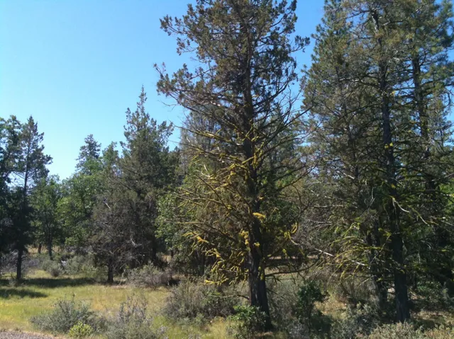 a view of a tree in a yard