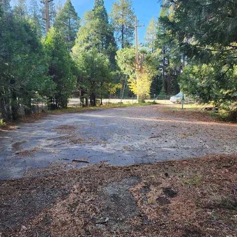 a view of a yard with plants and a tree