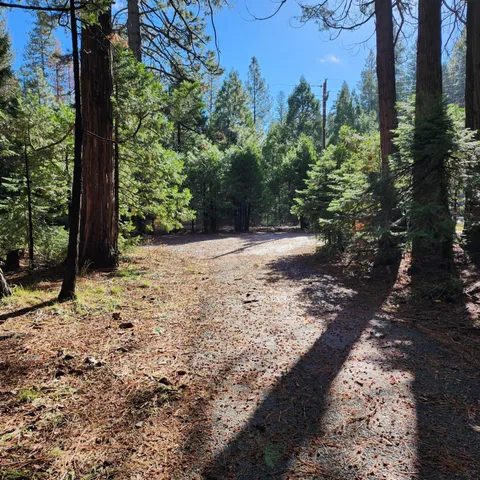 a view of a road with plants and large trees