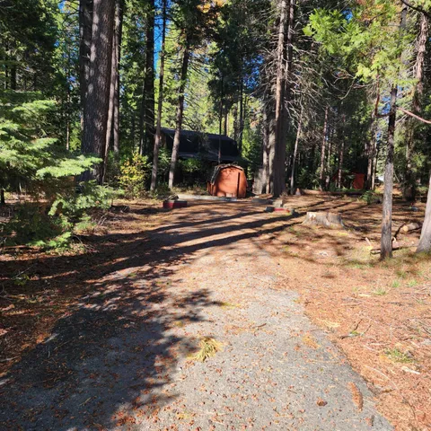 a view of a yard with plants and trees
