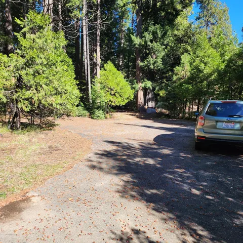 a view of a backyard with large trees and plants
