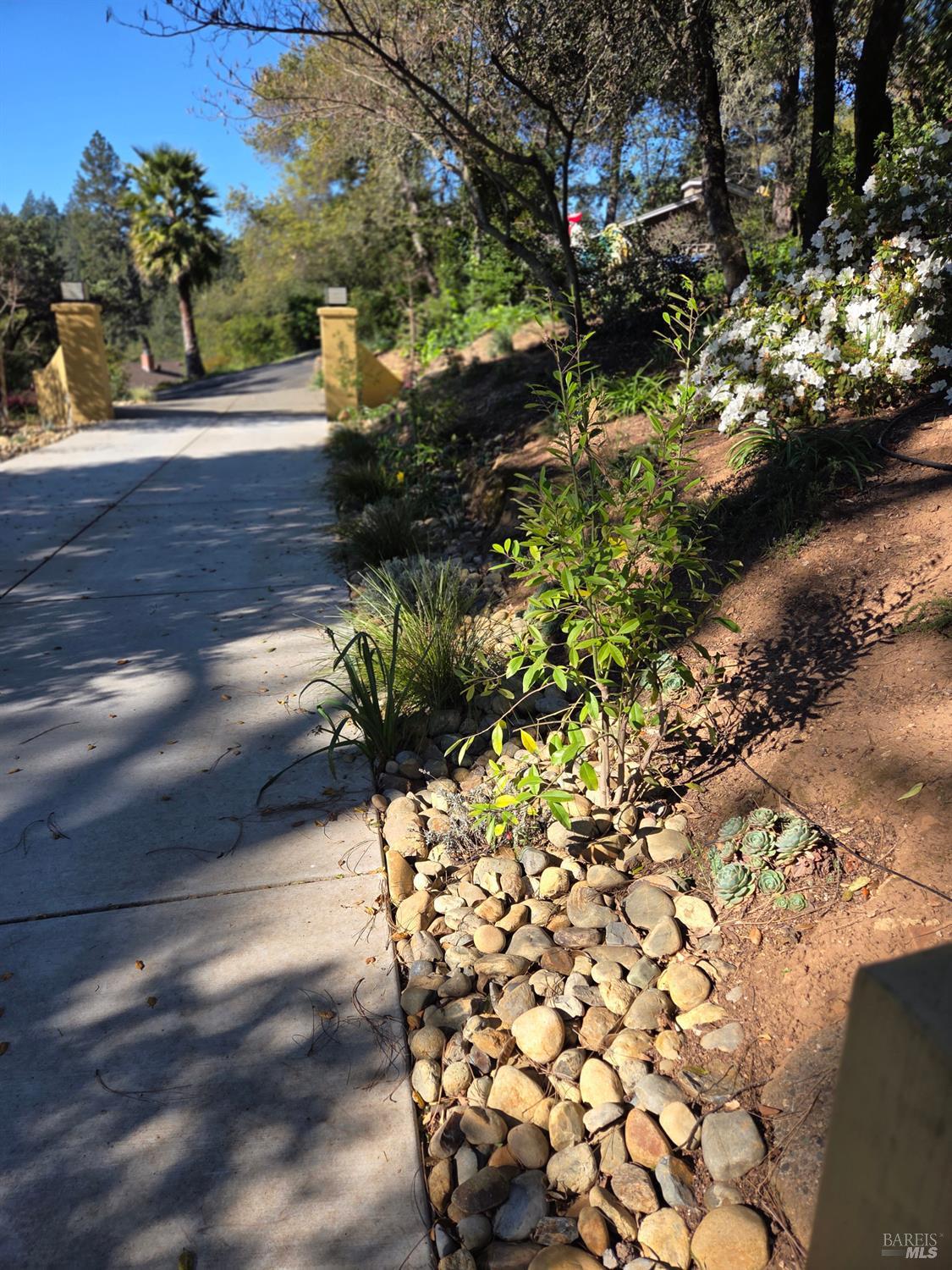 460 Bella Vista Drive Angwin, CA 94508 - Photo 5 of 73 a view of a yard with plants and trees