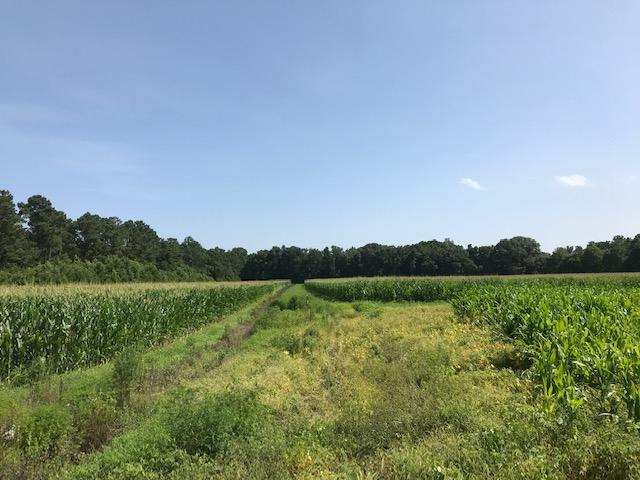 1 Clark Road Edisto Island, SC 29438 - Photo 7 of 7 1 Clark Rd