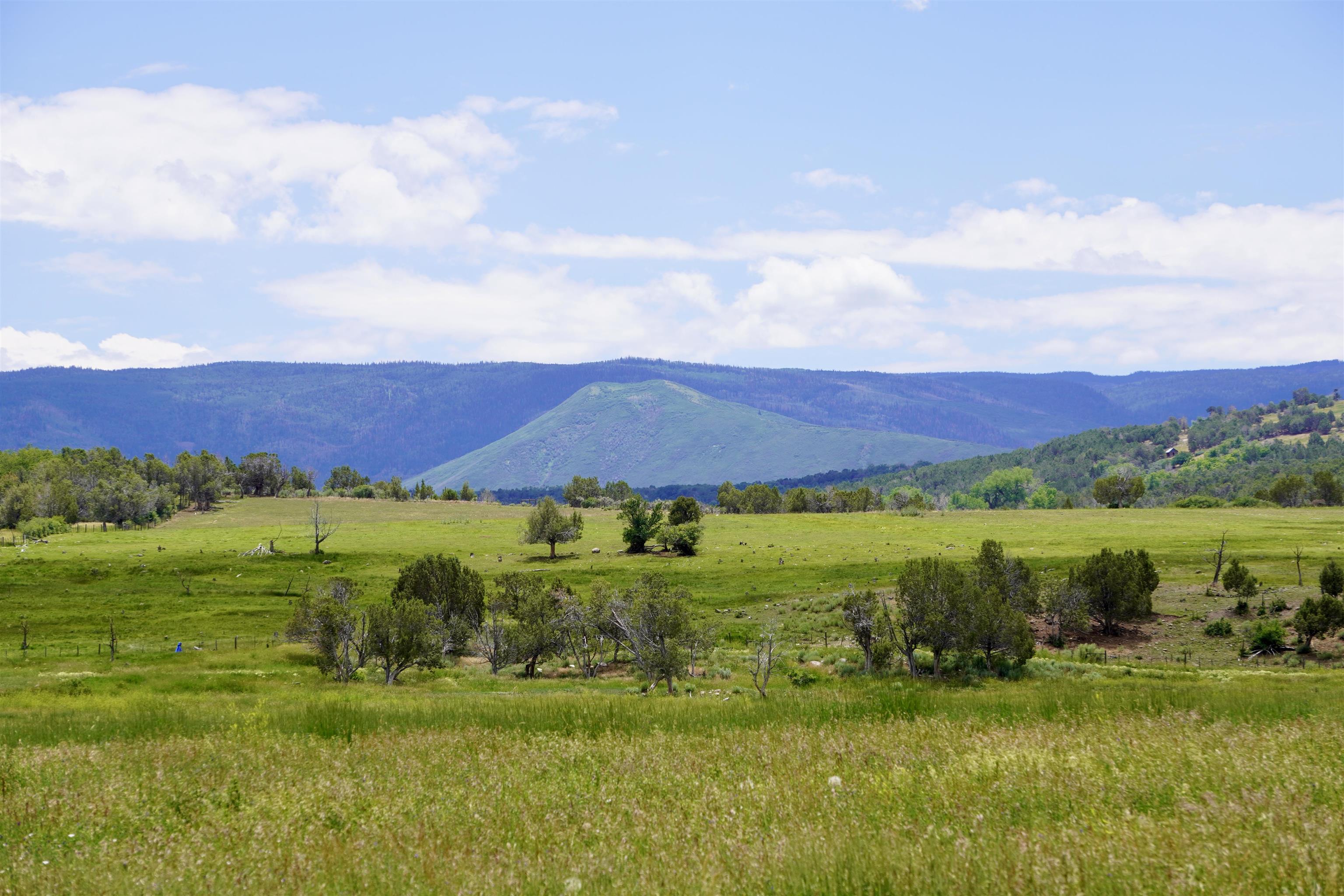 55945 Oe Road Collbran, CO 81624 - Photo 32 of 42