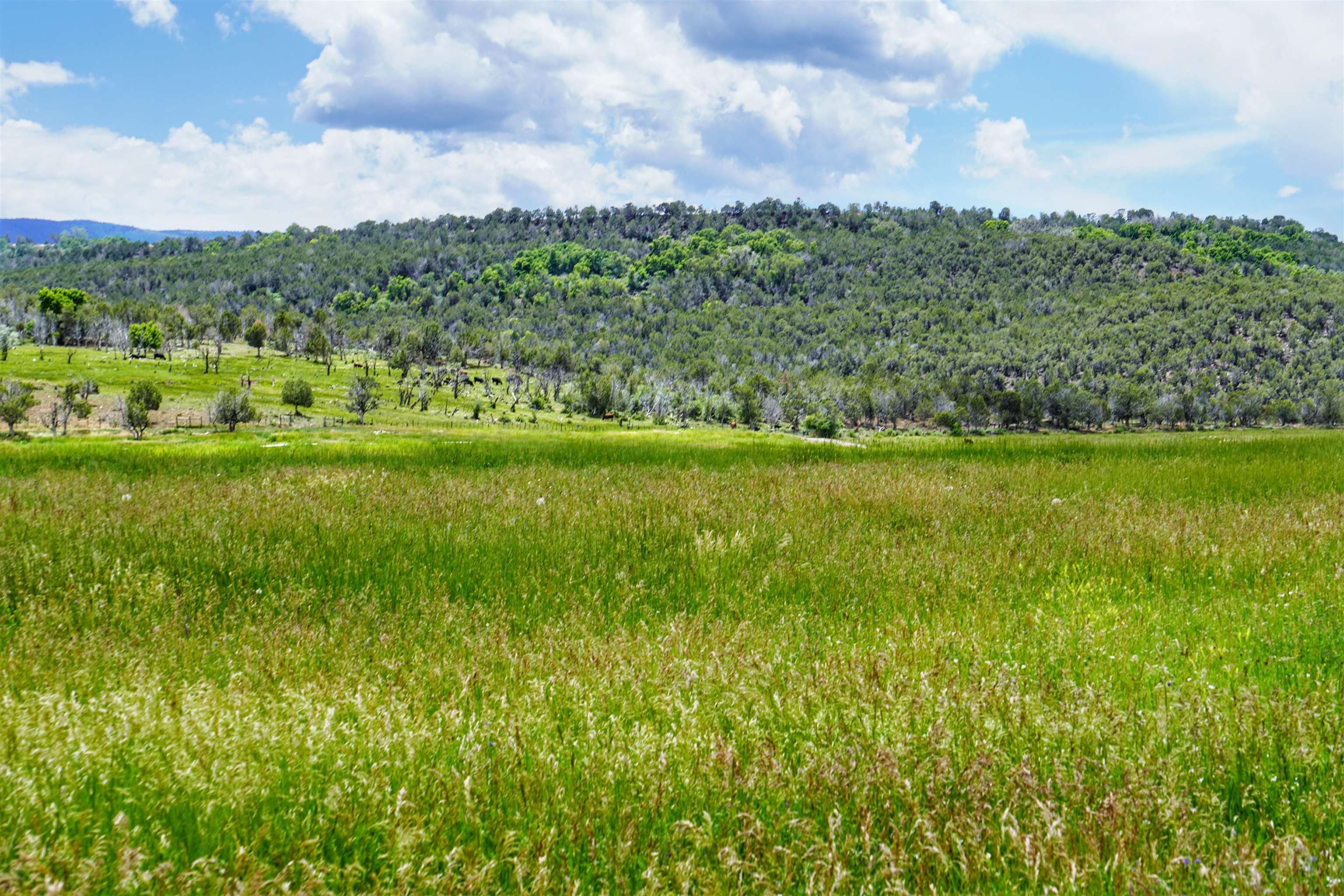 55945 Oe Road Collbran, CO 81624 - Photo 33 of 42
