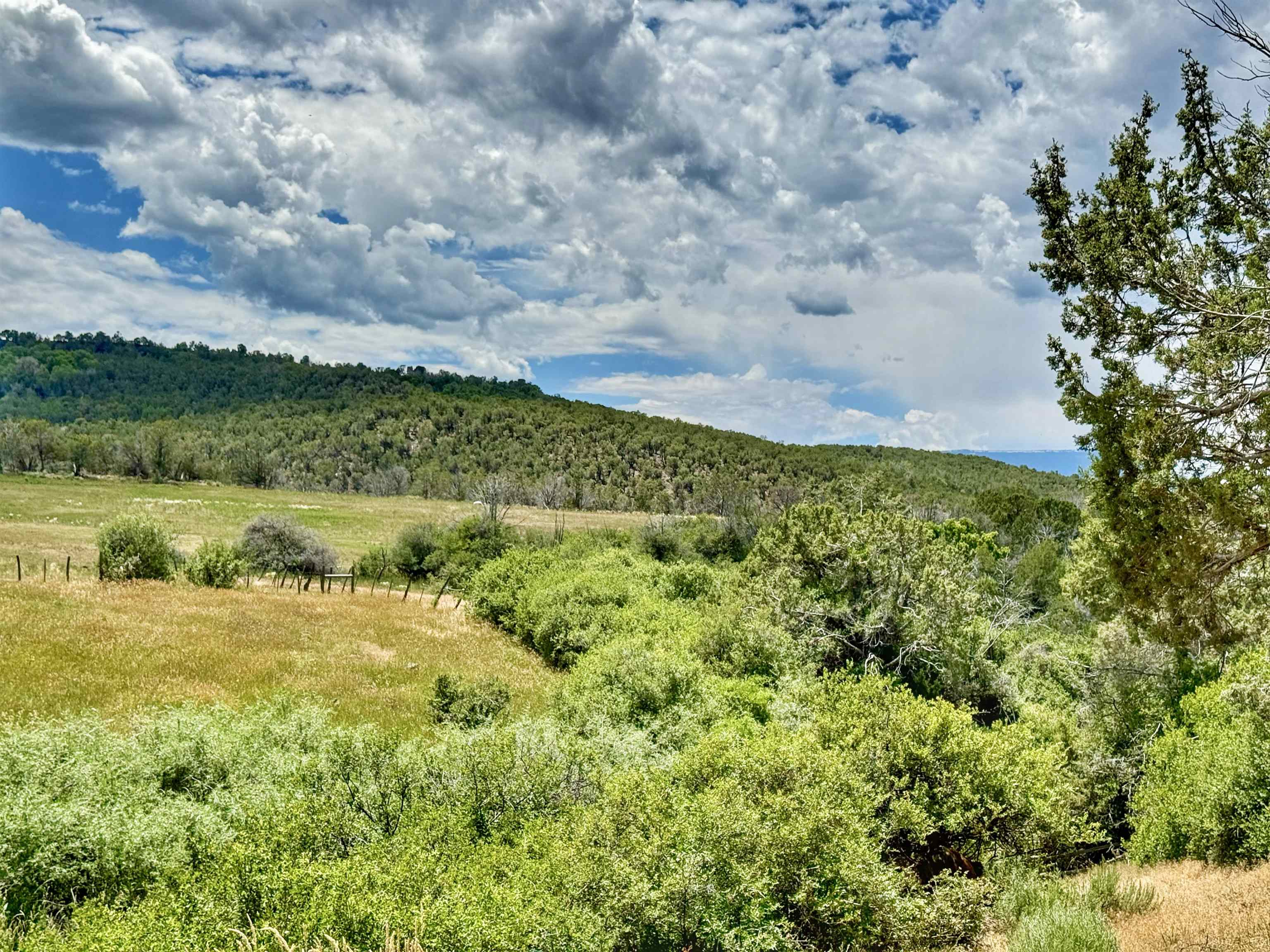 55945 Oe Road Collbran, CO 81624 - Photo 38 of 42