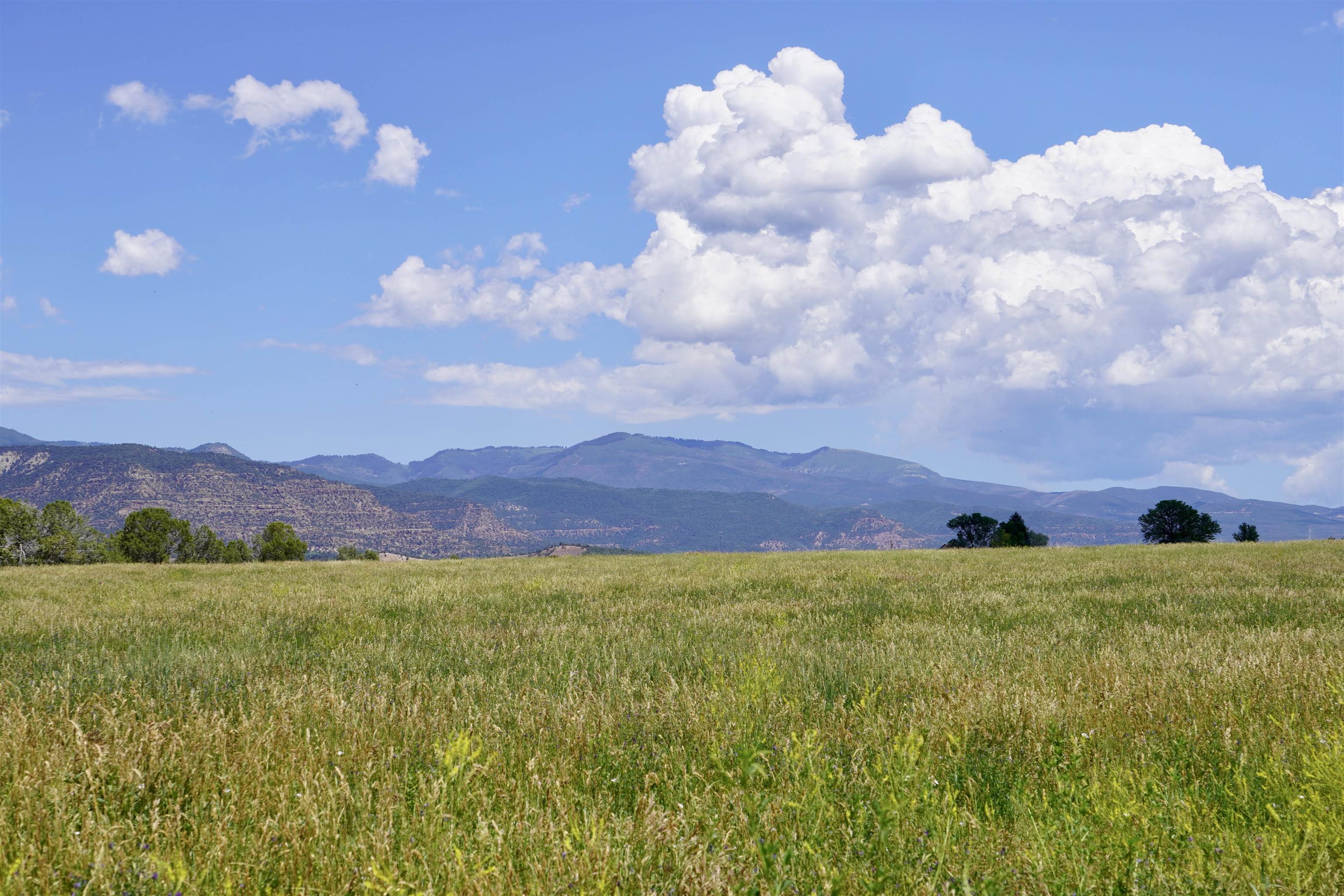 55945 Oe Road Collbran, CO 81624 - Photo 4 of 42
