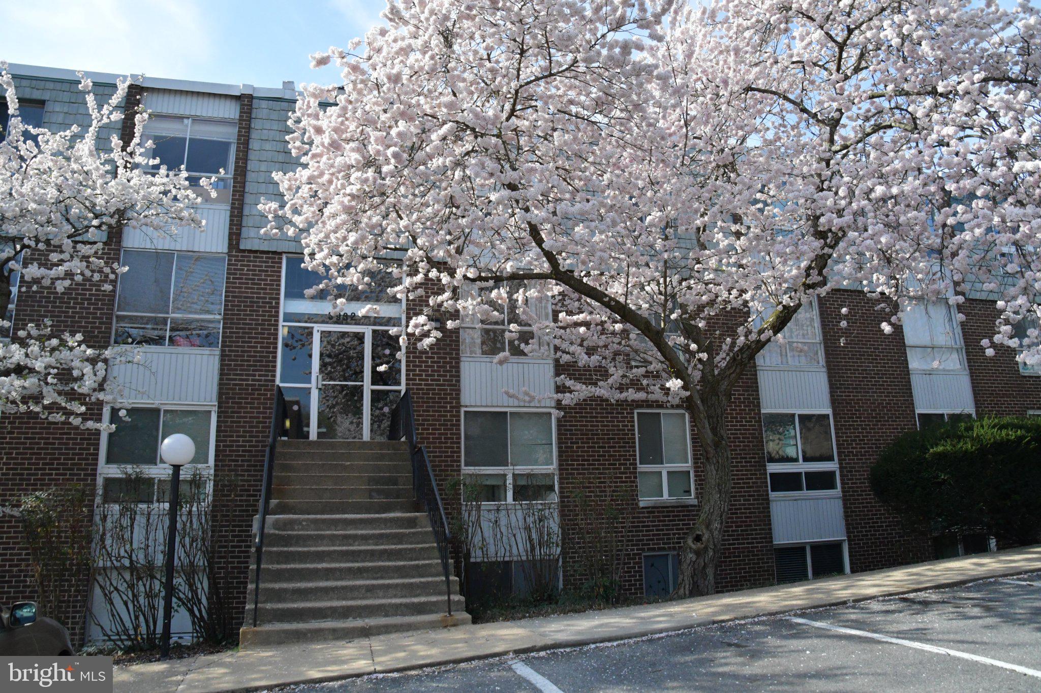 3932 Bel Pre Road, Unit 39326 Silver Spring, MD 20906 - Photo 17 of 20 Blossoming beauty at the entrance.