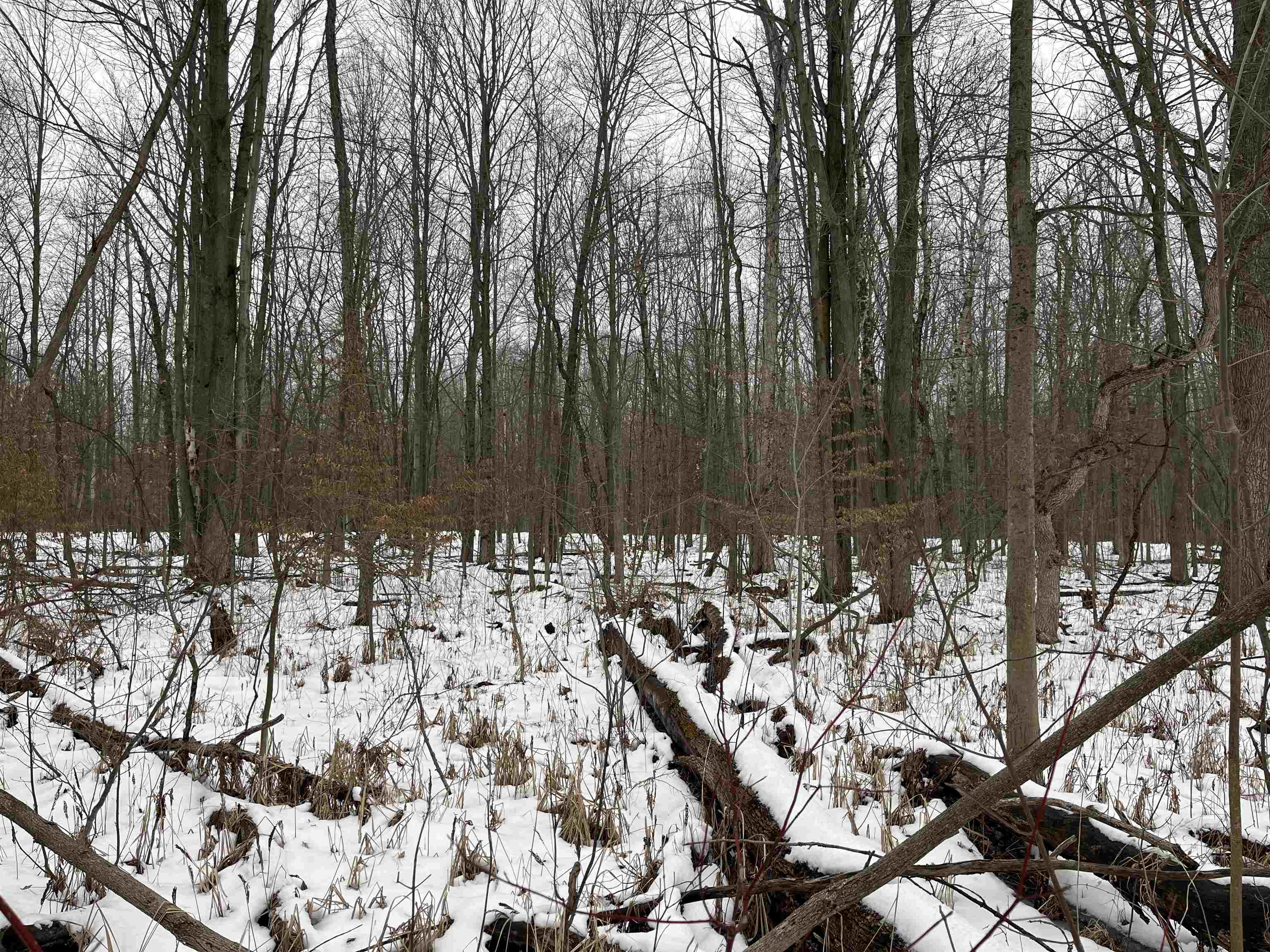 0 South Magruder Road Shepherd, MI 48883 - Photo 2 of 8
