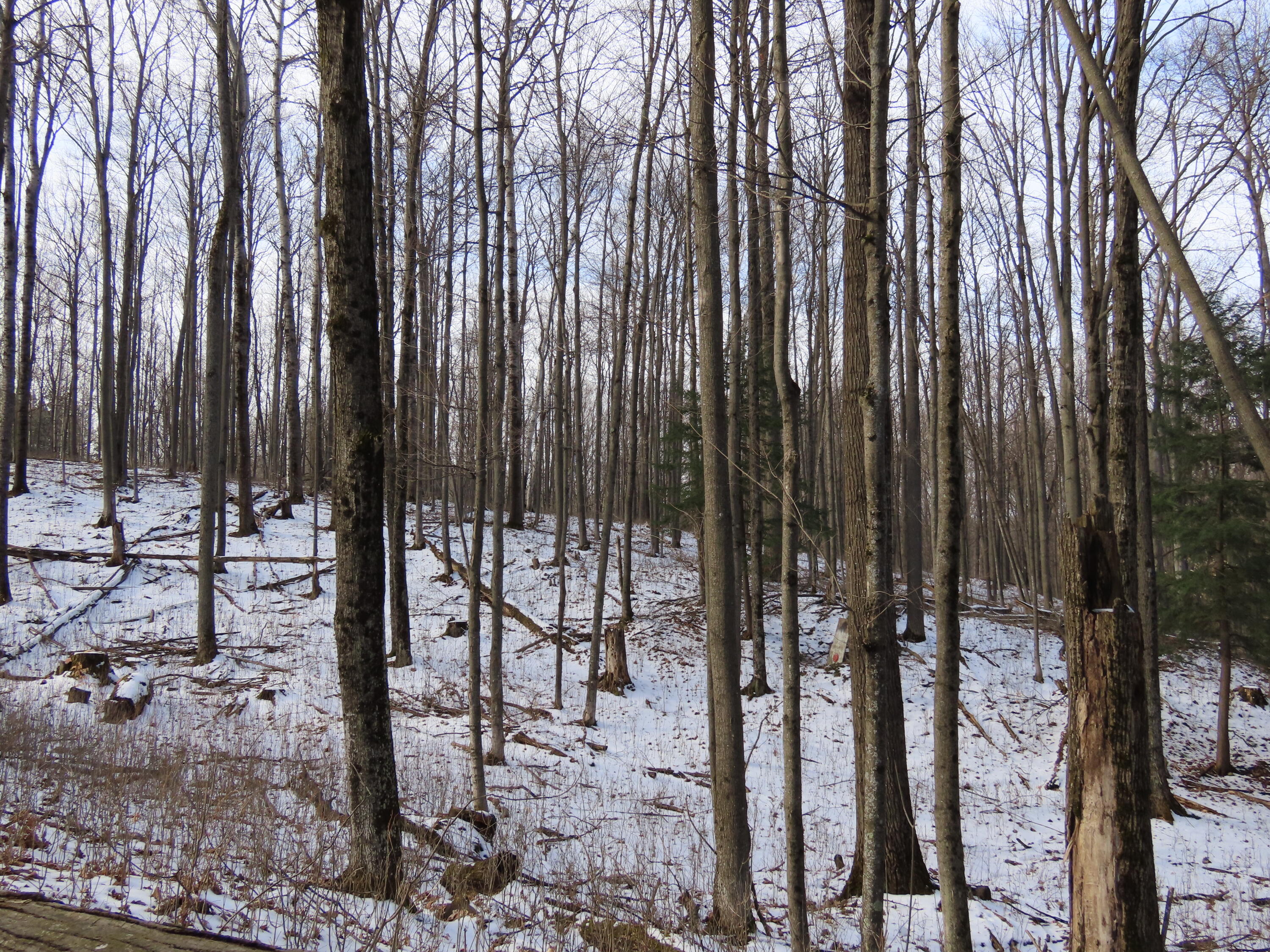 12700 Secrist Road Atlanta, MI 49709 - Photo 23 of 32 Gallery Image 23