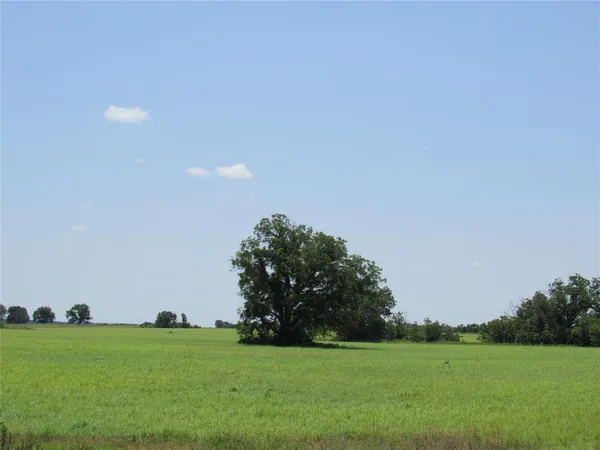 a view of a green field with plants in front of it