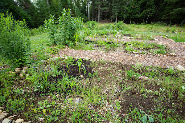 126 West Kingfield Road Kingfield, ME 04947 - Photo 44 of 61 Garden 2