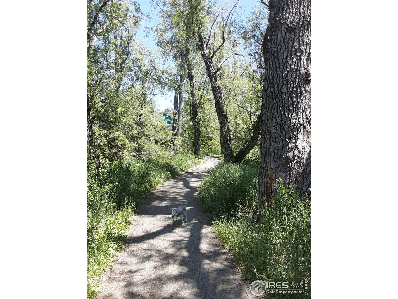 5933 Wellington Road Boulder, CO 80301 - Photo 38 of 39 a picture of trees