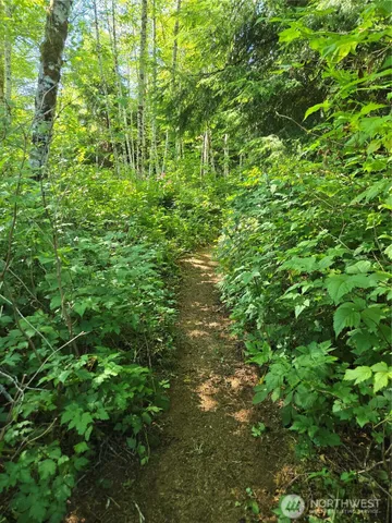 a view of a lush green forest