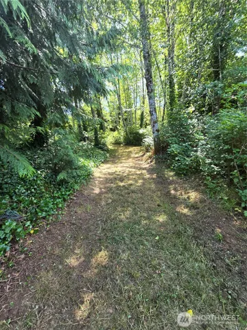 a view of a forest with trees in the background