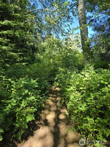 a view of a lush green forest