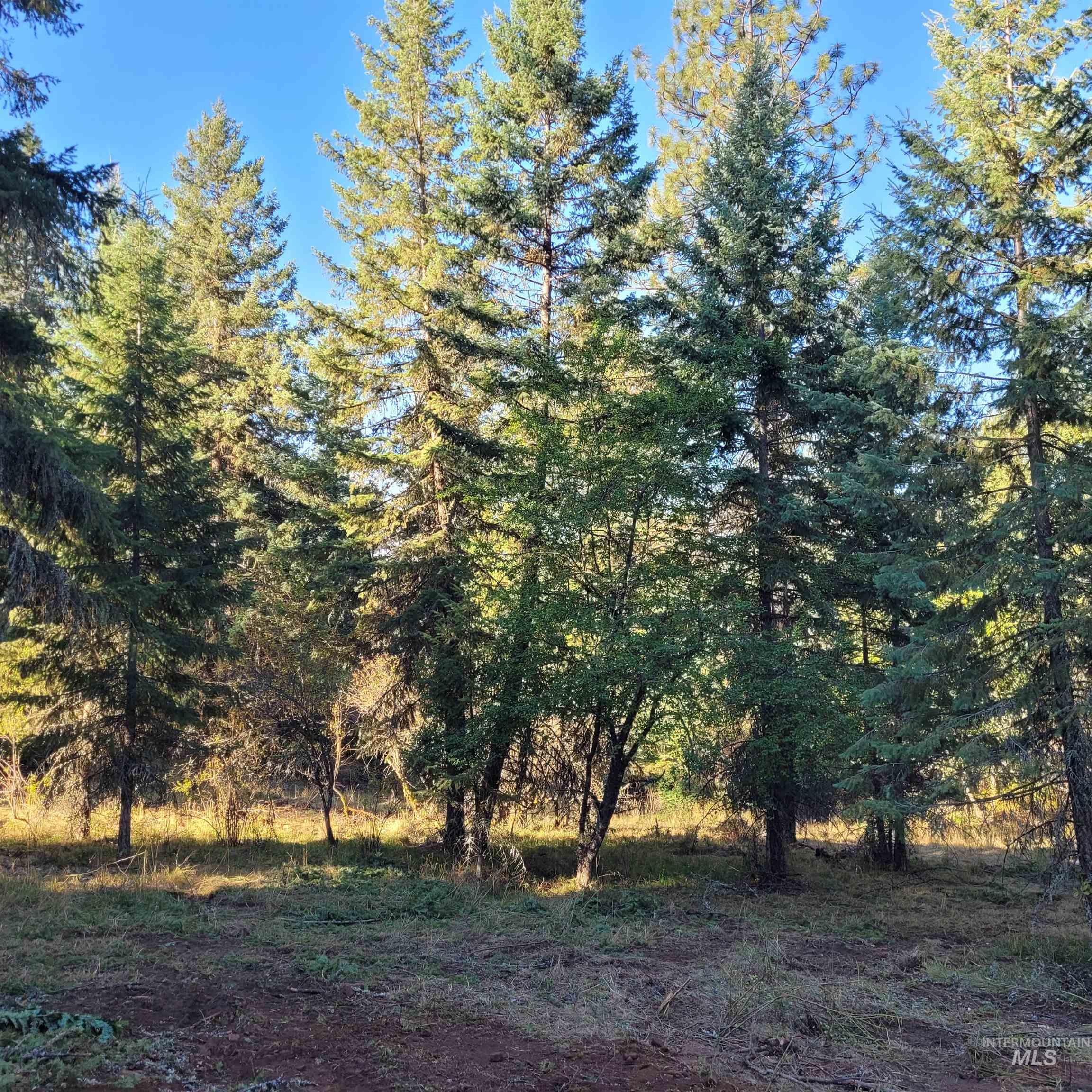 Parcel A Elk City Wagon Road Stites, ID 83552 - Photo 4 of 10
