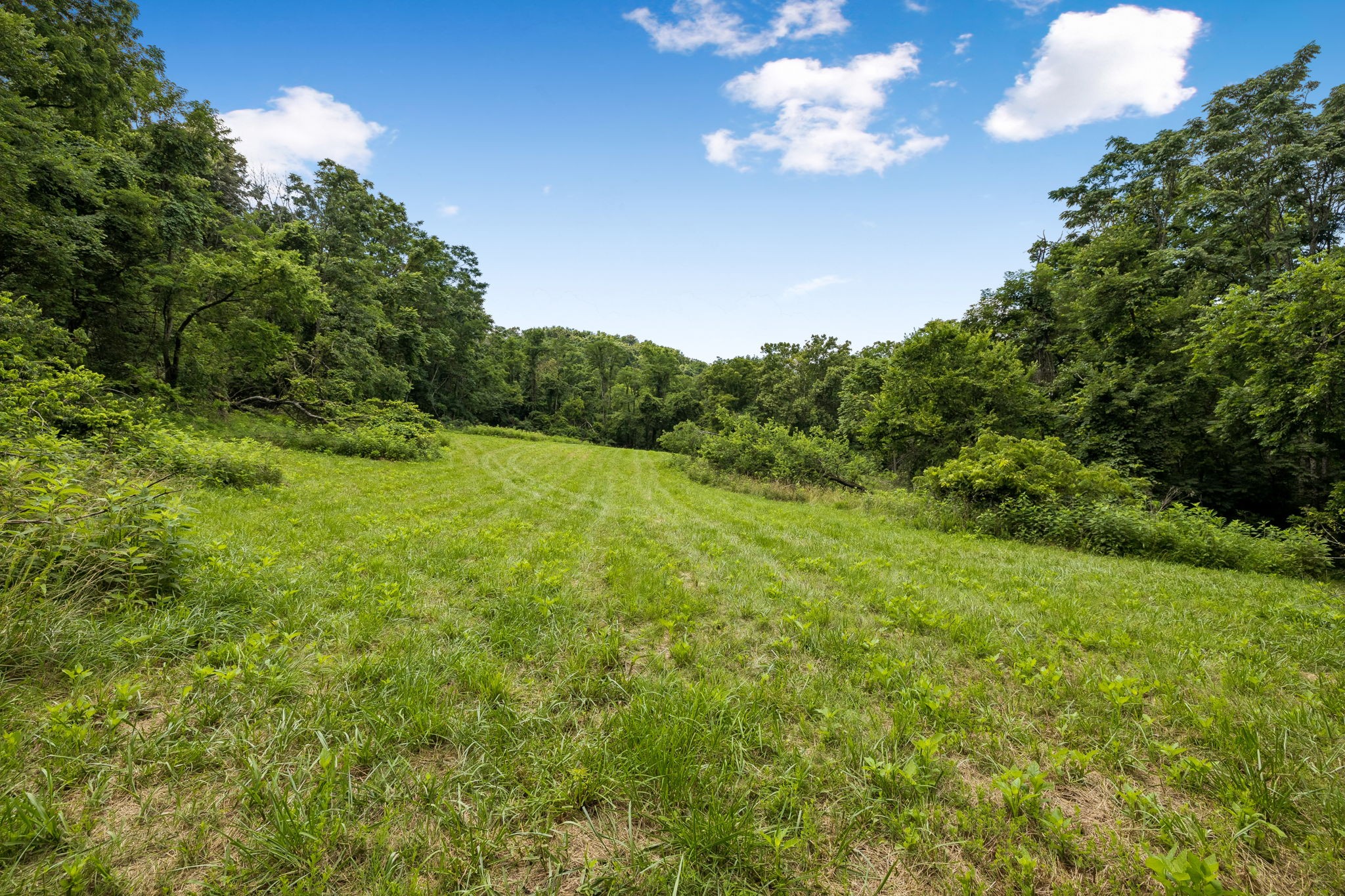 2268 North Berrys Chapel Road Franklin, TN 37069 - Photo 16 of 16 a view of a big yard with plants and large trees