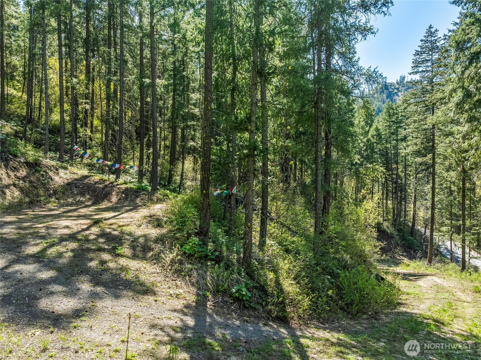 8325 Taber Road Cashmere, WA 98815 - Photo 3 of 13 a view of a forest filled with trees