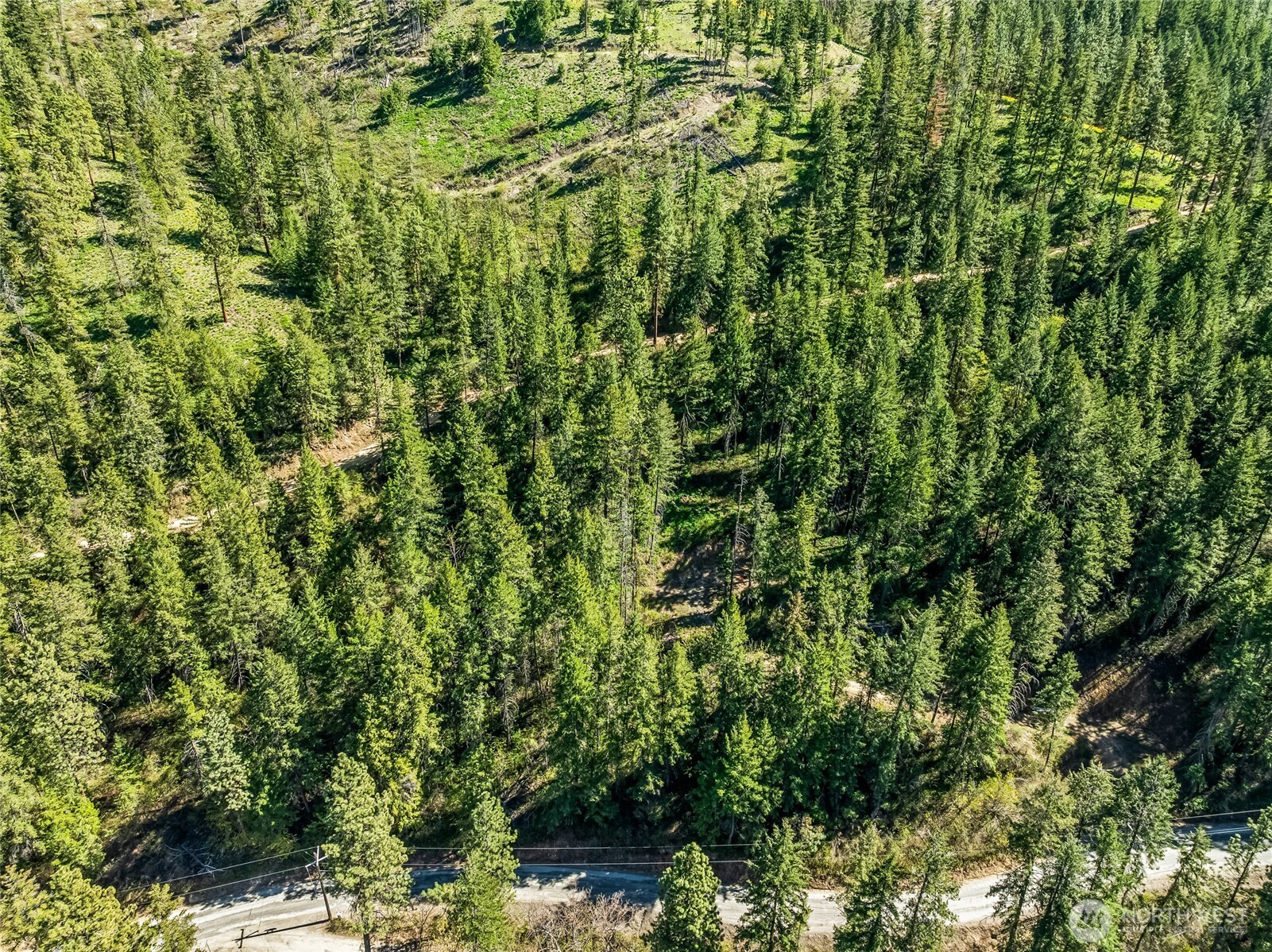 8325 Taber Road Cashmere, WA 98815 - Photo 10 of 13 a view of a lush green forest with large trees