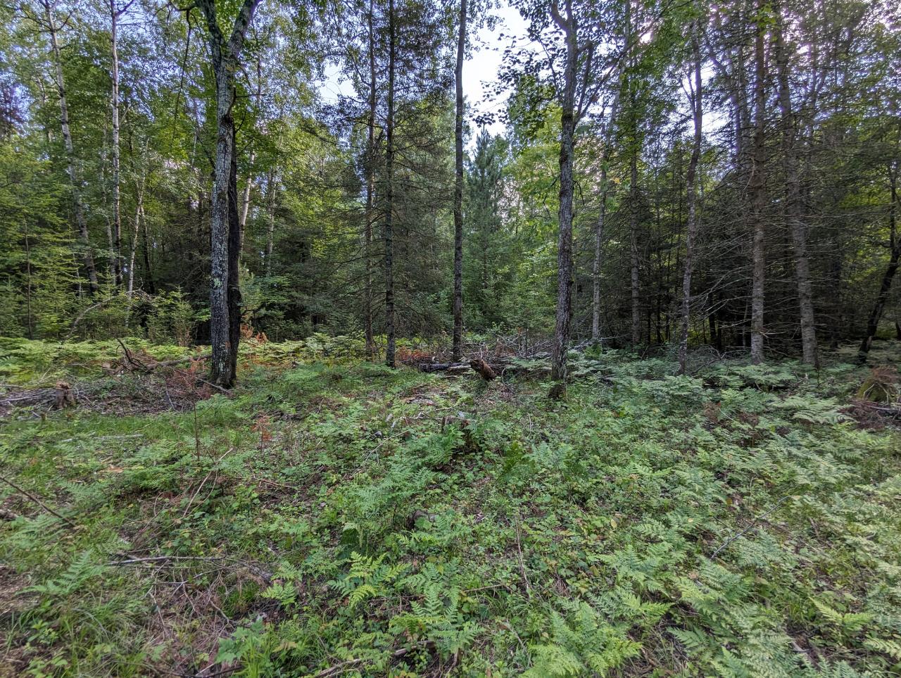 Off Off Buckatabon Rd Street, Unit 5 9 ACRES Eagle River, WI 54521 - Photo 5 of 6 Gallery Image 5