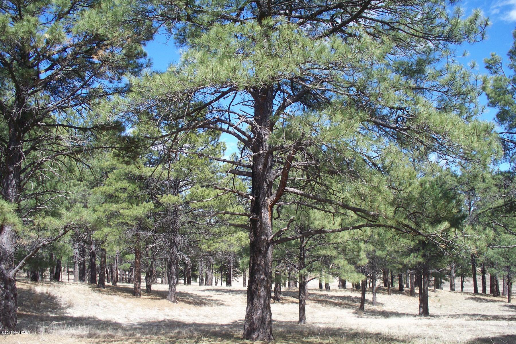 1883 Homestead Road Flagstaff, AZ 86005 - Photo 1 of 3 5 acre