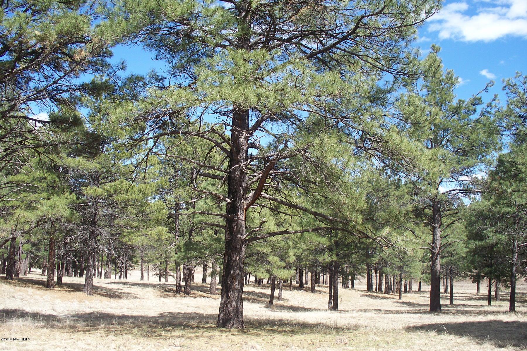 1883 Homestead Road Flagstaff, AZ 86005 - Photo 2 of 3 5 acre2