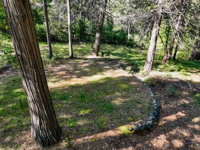 a yard with tall trees