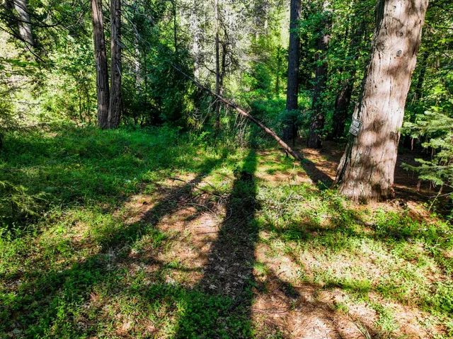 a view of a forest with a tree