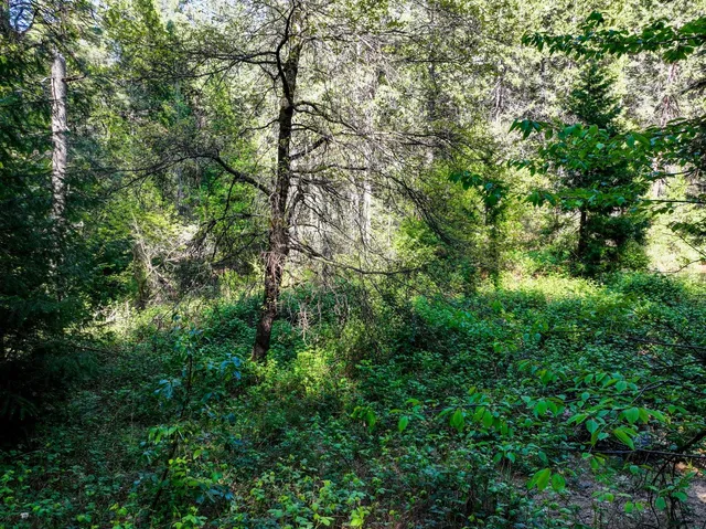 a view of a lush green field