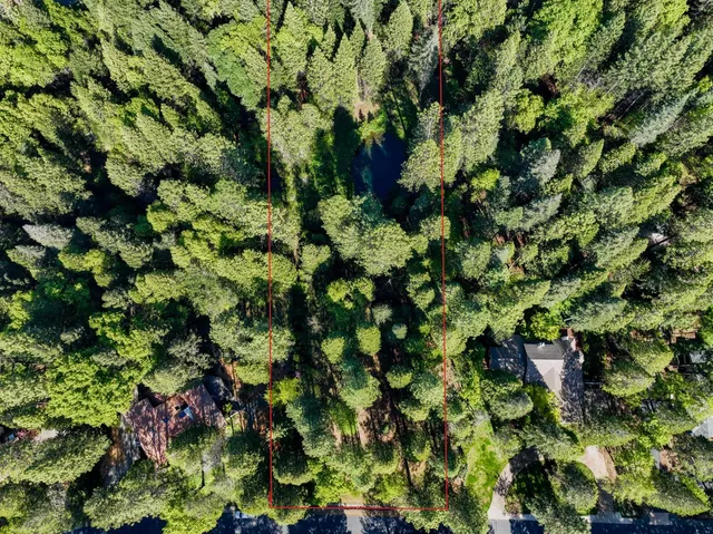 a view of a plant in a garden